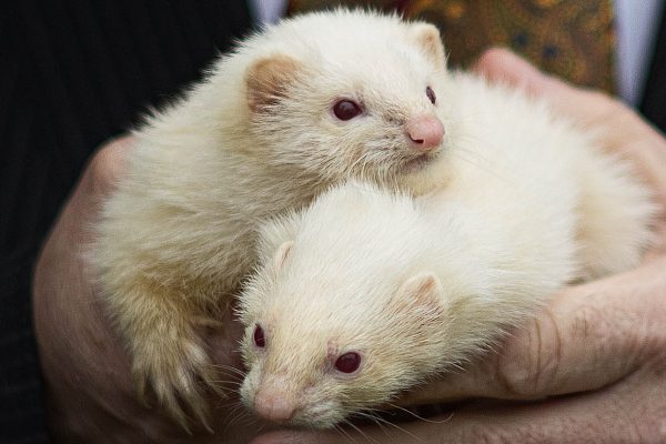 Ferret Racing - Corporate Entertainment with Wild In The Country Ltd