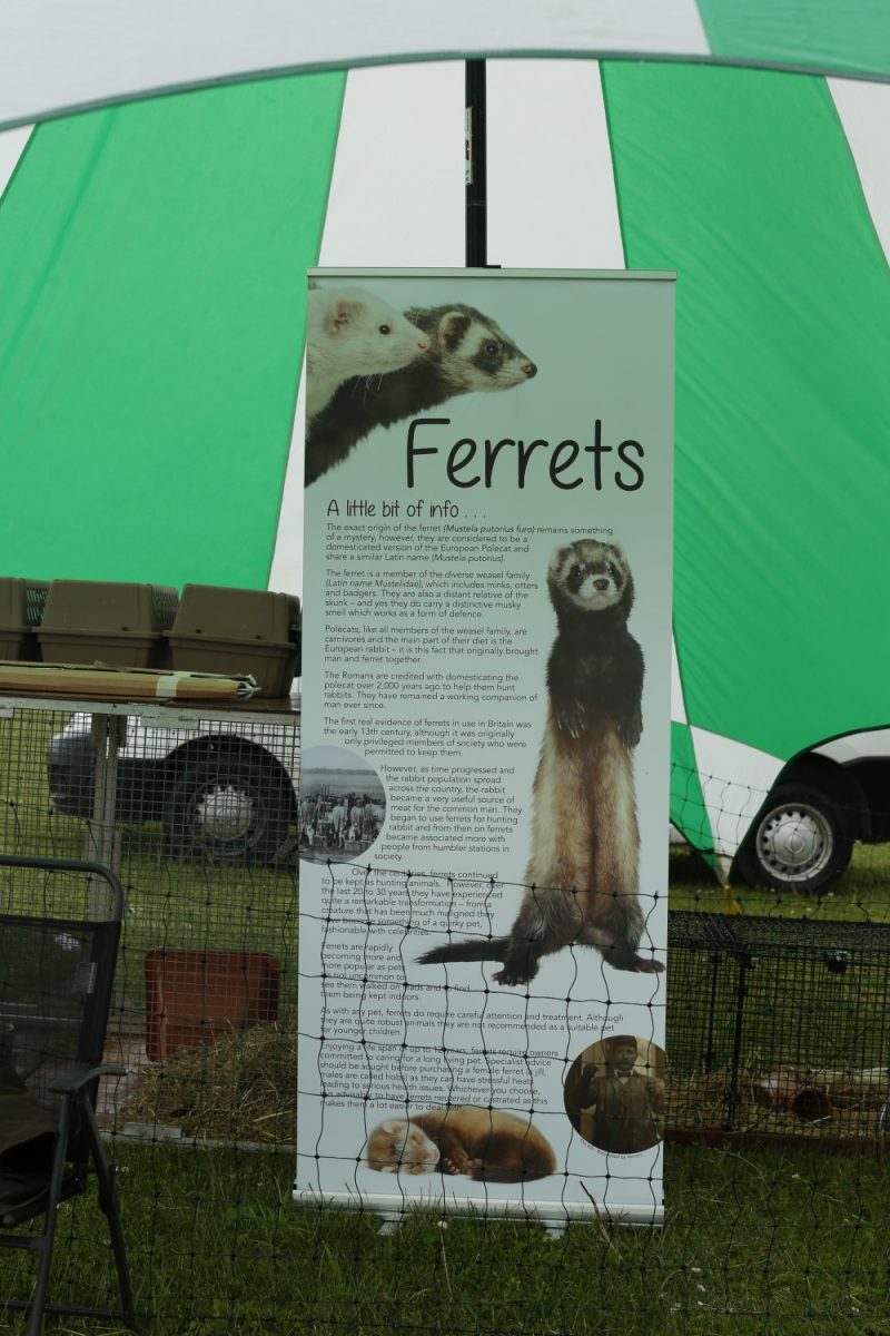 Ferret Racing Educational Board